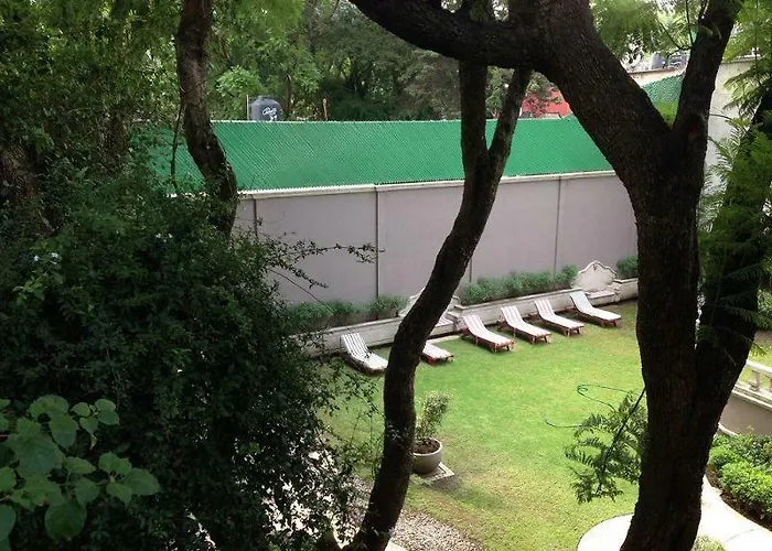 Pug Seal Coyoacan Cidade do México